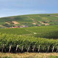 Winery Visit