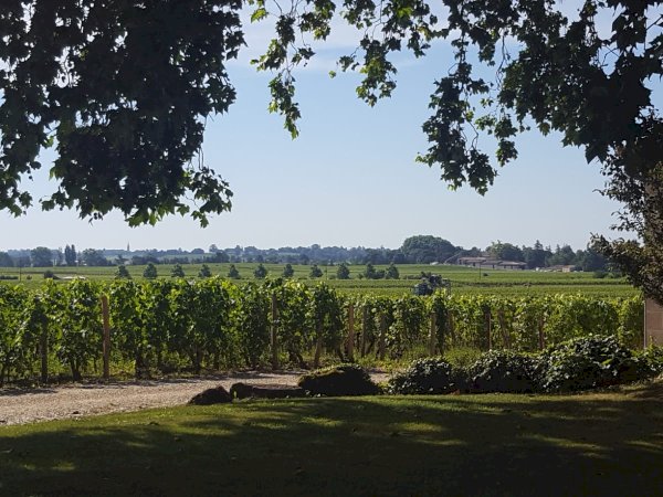 Ophorus Tours - Vineyards & Tastings: Private Bordeaux Wine Tour by Train from Paris