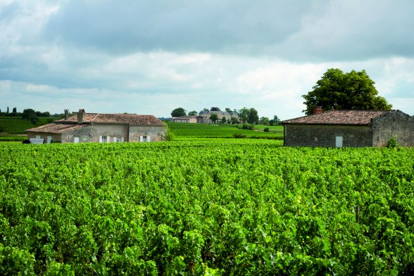 Ophorus Tours - Vineyards & Tastings: Private Bordeaux Wine Tour by Train from Paris