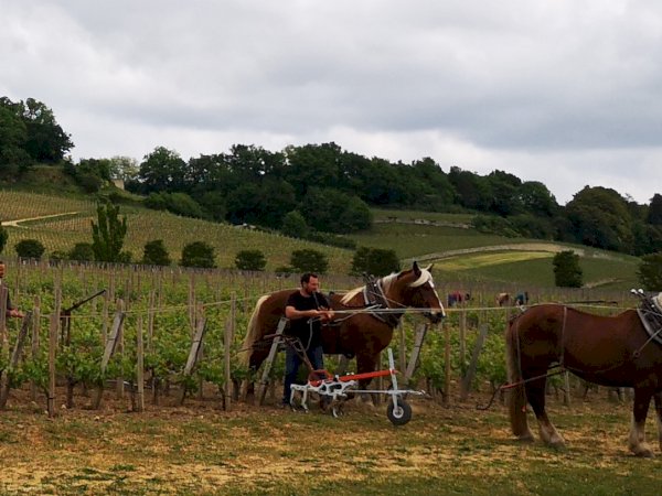 Ophorus Tours - Vineyards & Tastings: Private Bordeaux Wine Tour by Train from Paris