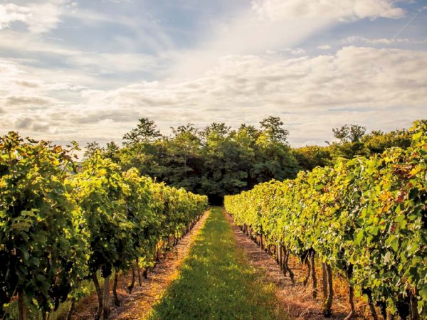 Ophorus Tours - 8-Day Private Bordeaux & Dordogne Package - 3* Hotel