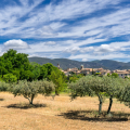 Afternoon drive to Lourmarin