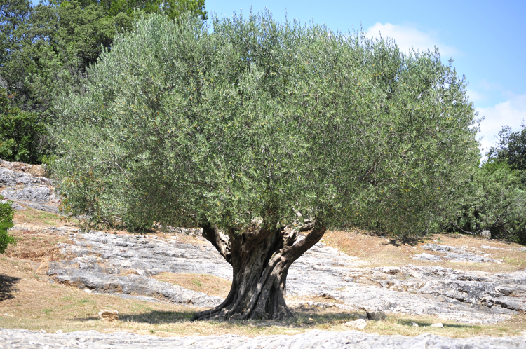 Ophorus Tours - Medieval Villages & Luberon Beauty: Private Shore Excursion from Marseille