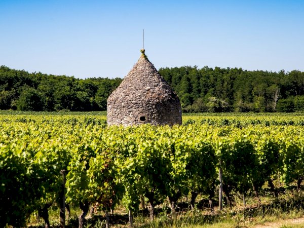 Ophorus Tours - Experience Sauternes Prestige: Château d'Yquem & Château Guiraud Wine Tour