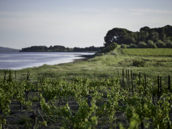 Ophorus Tours - From Montpellier Private Languedoc Wine Tour half-day