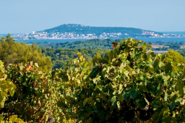 Ophorus Tours - From Montpellier Private Languedoc Wine Tour half-day