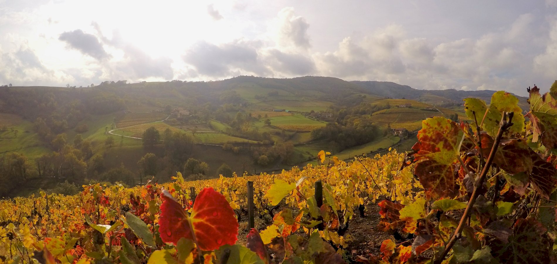 Ophorus Tours - Lyon to Beaujolais Wine Escape: Shared Day Trip