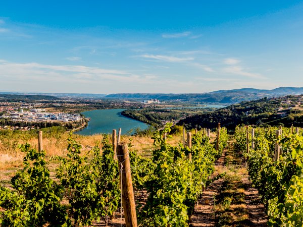 Ophorus Tours - Côte-Rôtie & Condrieu: Shared Tour from Lyon