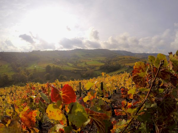 Ophorus Tours - Côte-Rôtie & Condrieu: Shared Tour from Lyon