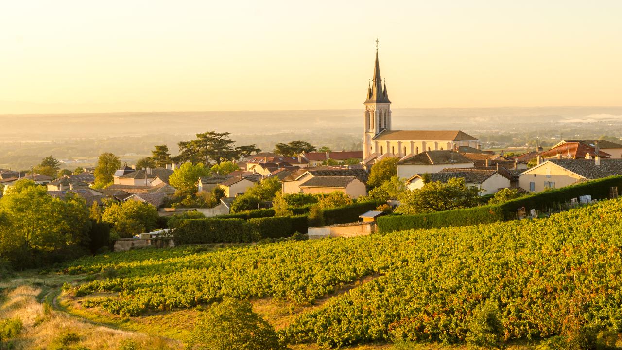 Ophorus Tours - Côte-Rôtie & Condrieu: Shared Tour from Lyon