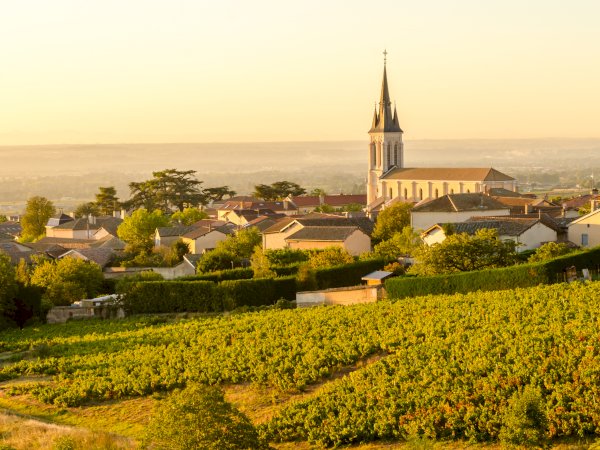 Ophorus Tours - Northern Rhône Delights: Private Full-Day Wine Tour from Lyon