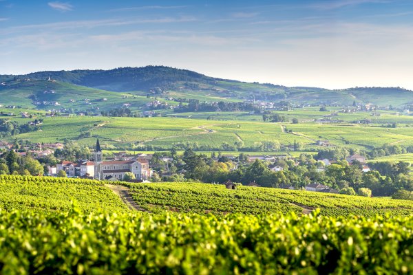 Ophorus Tours - Northern Rhône Delights: Private Full-Day Wine Tour from Lyon