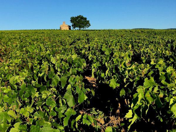 Ophorus Tours - Northern Rhône Delights: Private Full-Day Wine Tour from Lyon
