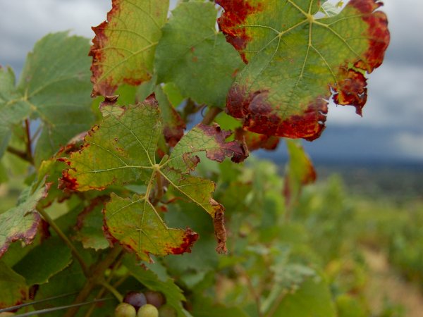 Ophorus Tours - Northern Rhône Delights: Private Full-Day Wine Tour from Lyon