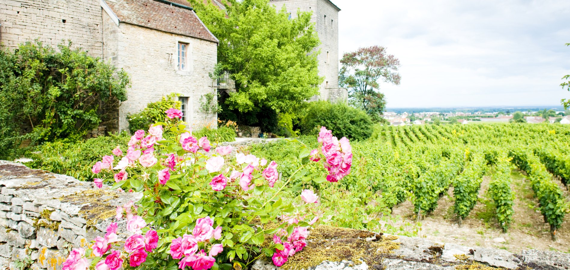 Ophorus Tours - Prestige Pinot Noirs: Private Côte de Nuits Wine Tour from Dijon