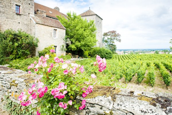 Ophorus Tours - Prestige Pinot Noirs: Private Côte de Nuits Wine Tour from Dijon
