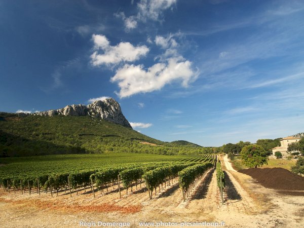 Ophorus Tours - From Montpellier Languedoc Wine Tour half-day trip