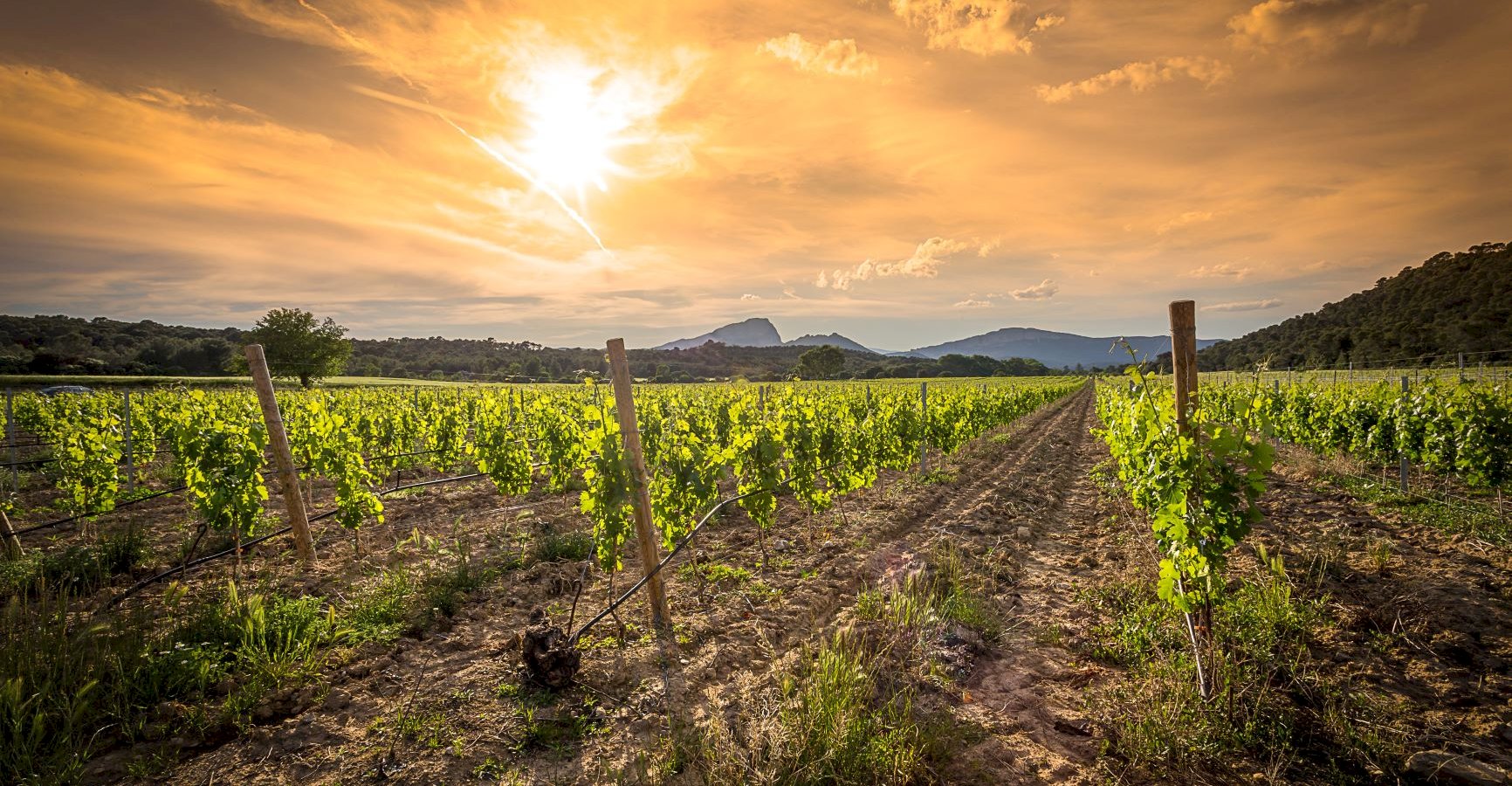 Ophorus Tours - From Montpellier Languedoc Wine Tour half-day trip