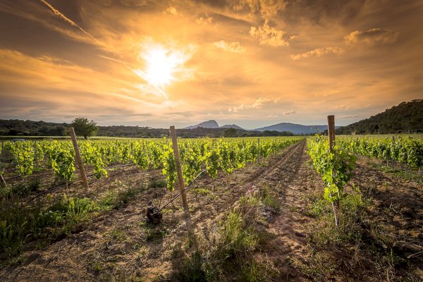 Ophorus Tours - From Montpellier Languedoc Wine Tour half-day trip