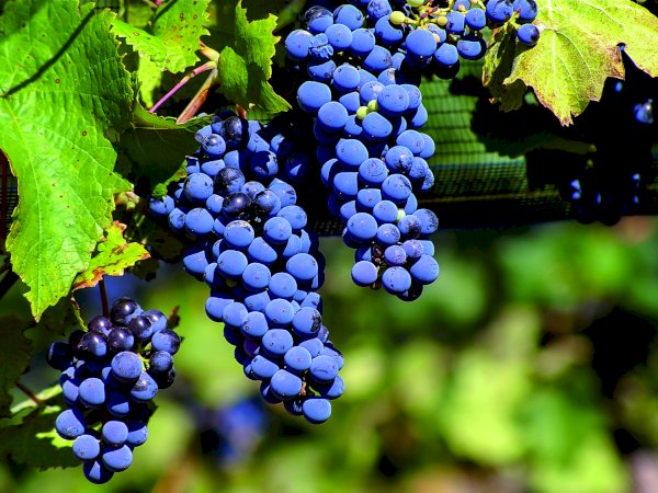 Ophorus Tours - Secrets of Bonaguil Castle & Malbec Wines: Private Tour from Sarlat