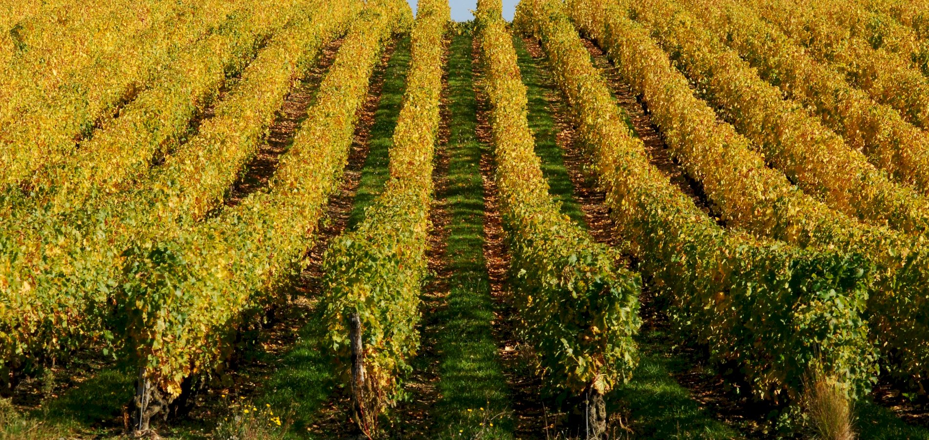 Ophorus Tours - Vouvray Wine Discovery: Vineyard visit & Tasting Trip from Tours