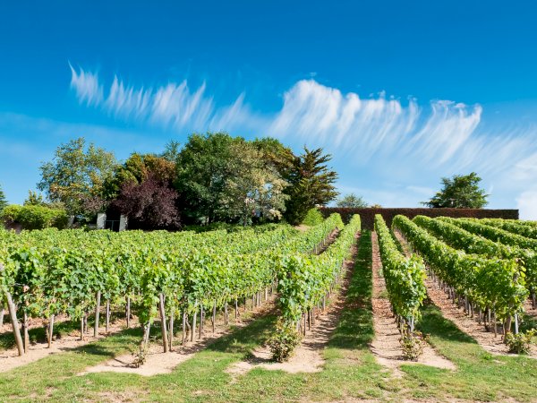 Ophorus Tours - Vouvray Wine Discovery: Vineyard visit & Tasting Trip from Tours