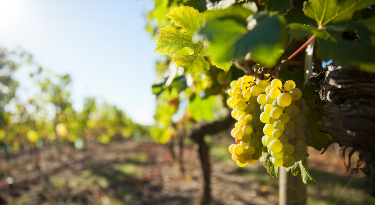 Ophorus Tours - Vouvray Wine Discovery: Vineyard visit & Tasting Trip from Tours