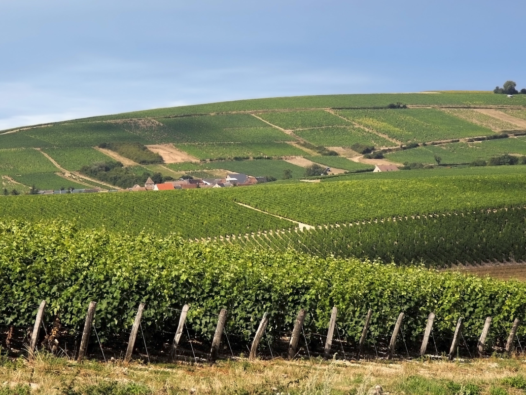 Ophorus Tours - Vouvray Wine Discovery: Vineyard visit & Tasting Trip from Tours