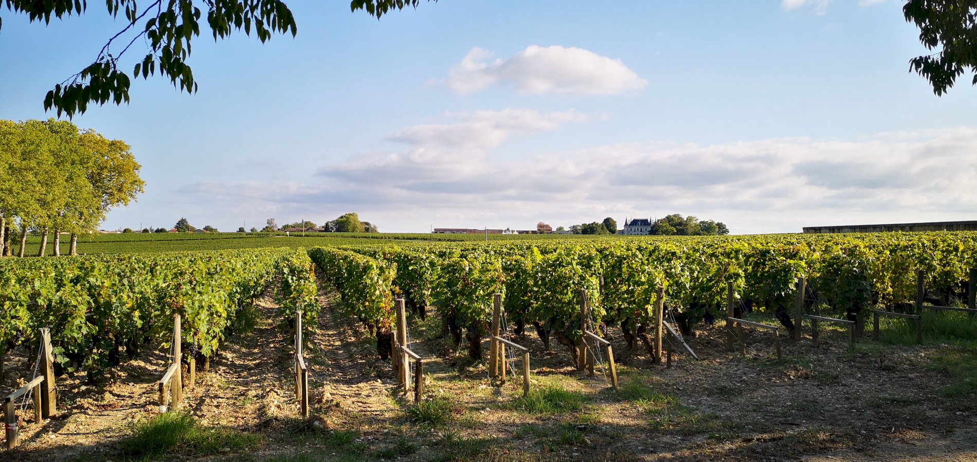 Ophorus Tours - From Pauillac Cruise Port Médoc Wine Tour Private Shore Excursion