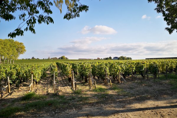 Ophorus Tours - From Pauillac Cruise Port Médoc Wine Tour Private Shore Excursion