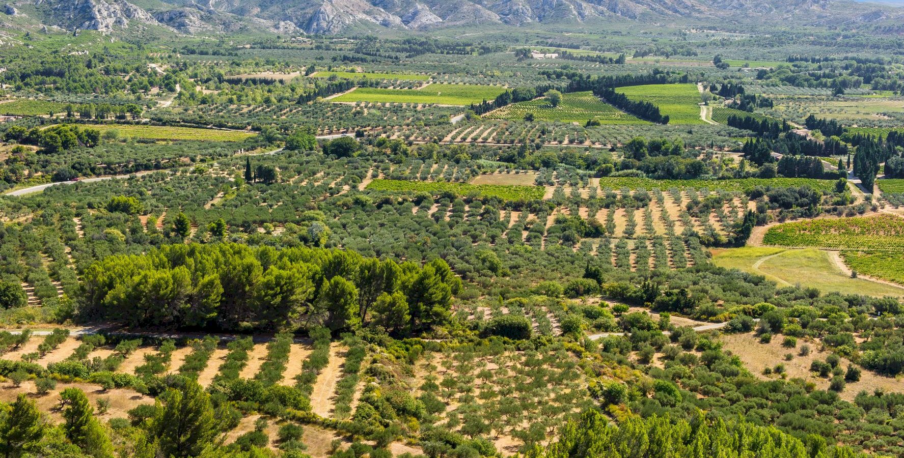 Ophorus Tours - Avignon Private Transfer to Les Baux-de-Provence